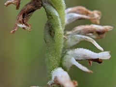 Spiranthes × intermedia