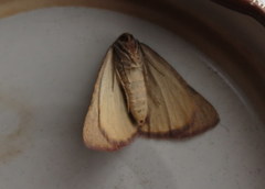 Drepanogynis oinophora