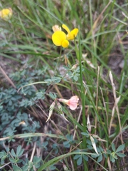Lotus corniculatus