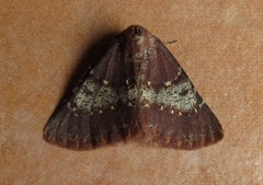 Drepanogynis oinophora