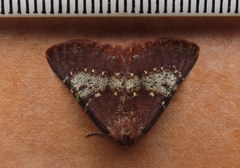 Drepanogynis oinophora