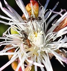 Anoplolepis steingroeveri