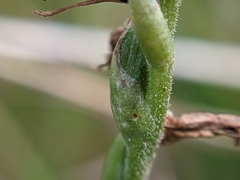 Spiranthes × intermedia