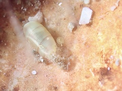 Mnestia girardi