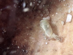 Mnestia girardi