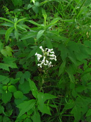 Iodanthus pinnatifidus