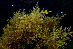 Gongolaria barbata