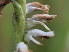 Spiranthes × intermedia