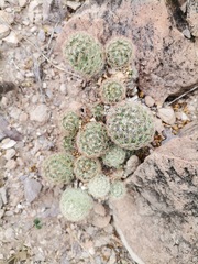 Escobaria chihuahuensis