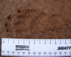 Mellivorinae
