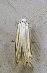 Polyhymno luteostrigella