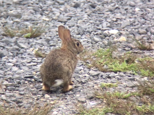 Eastern Cottontail photographed in New Jersey