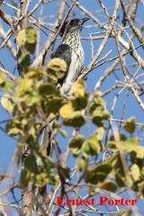 Clamator levaillantii