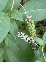 Phytolacca americana