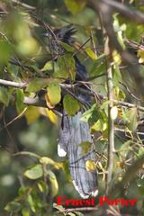 Clamator levaillantii