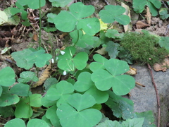Oxalis trilliifolia