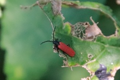 Pyropterus nigroruber