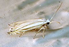 Polyhymno luteostrigella