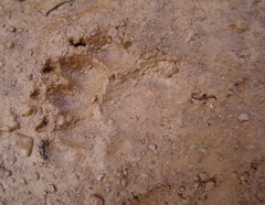 Mellivorinae