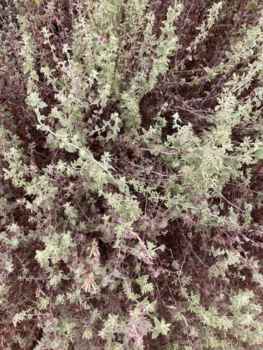 California brickellbush (Brickellia californica)