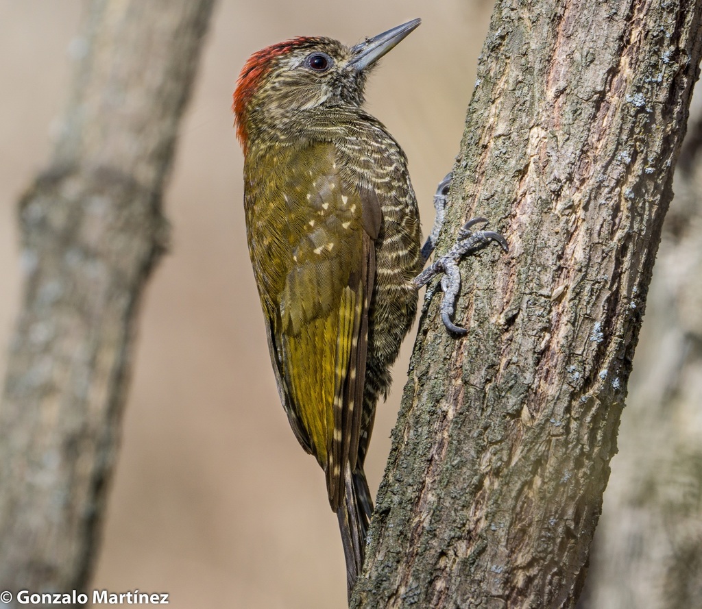 Dot-fronted Woodpecker (Veniliornis frontalis) photo