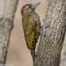 Dot-fronted Woodpecker - Photo (c) Gonzalo Martinez, some rights reserved (CC BY-NC), uploaded by Gonzalo Martinez