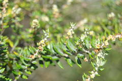 Phylica paniculata