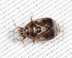Deraeocoris nebulosus