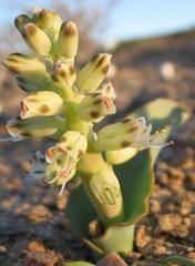 Lachenalia klinghardtiana