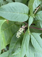 Phytolacca americana