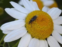 Dilophus febrilis