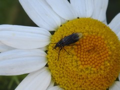 Dilophus febrilis