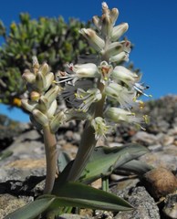 Lachenalia klinghardtiana