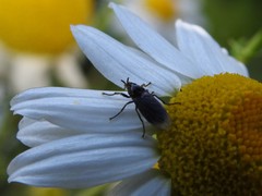 Dilophus febrilis