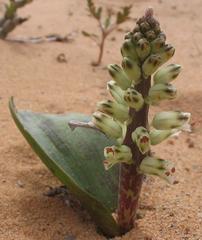 Lachenalia klinghardtiana