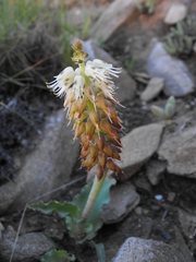 Lachenalia klinghardtiana