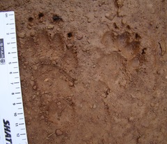 Mellivorinae