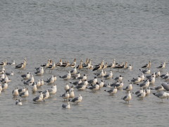 Recurvirostra americana