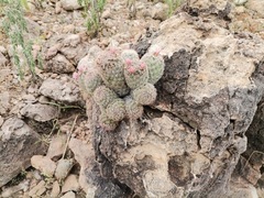 Escobaria chihuahuensis