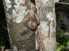 Cayman Islands Dwarf Boa photo 3