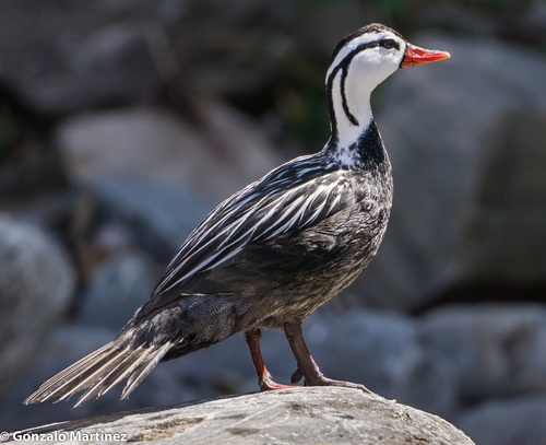 Torrent Duck