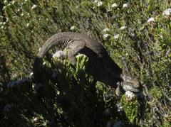 Bradypodion atromontanum