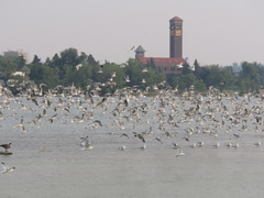 Leucophaeus pipixcan