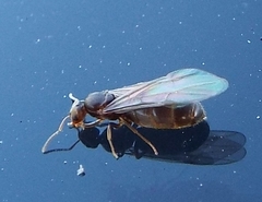 Brachymyrmex obscurior