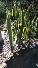 Sansevieria trifasciata