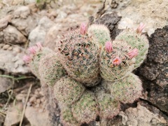 Escobaria chihuahuensis