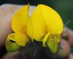 Aspalathus macrantha