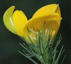 Aspalathus macrantha