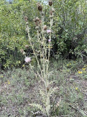 Cirsium tracyi