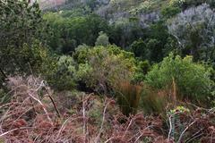 Aspalathus macrantha